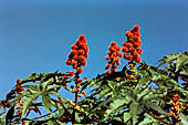 Creta - Pianta di ricino (Ricinus communis)